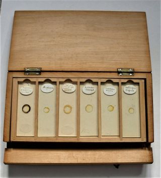 24 X Antique Microscope Slides,  Of Diatoms,  In Pine Display Case