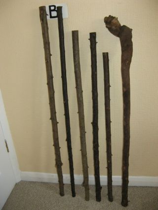 Six Hawthorn/blackthorn Walking Stick Shanks Seasoned And Steam Straightened