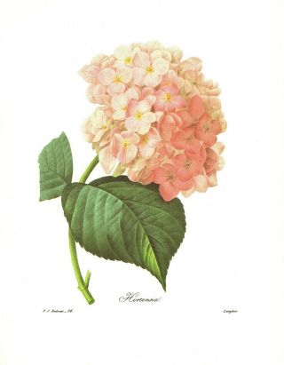 Lovely Antique Pink Hydrangea Print Redoute Botanical Art Print Pjr 3148