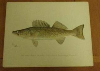 Antique Denton Chromolithograph Walleye Pike Perch Or Wall - Eyed Pike Fish Print