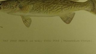 Antique Denton Chromolithograph Walleye Pike Perch or Wall - Eyed Pike Fish Print 2