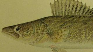 Antique Denton Chromolithograph Walleye Pike Perch or Wall - Eyed Pike Fish Print 4