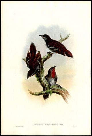 1888 Guinea Log Runner J.  Gould Hand - Colored Lithograph Birds Of Guinea
