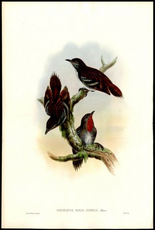 1888 Guinea Log Runner J.  Gould Hand - Colored LIthograph Birds of Guinea 2