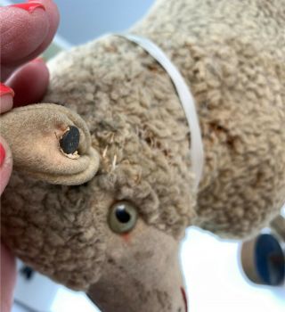 Antique Steiff Lamb Sheep Pull Toy on Wooden Wheels Ear Button 5