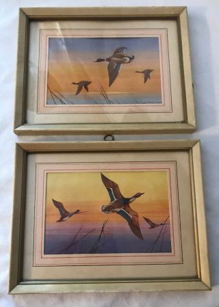 2 Framed Print Vintage/antique Lithographs Mallard Ducks