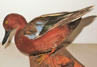 Antique Mounted Cinnamon Teal Red Duck Taxidermy