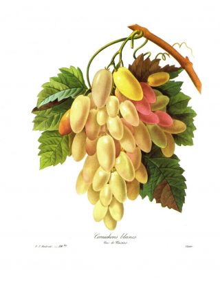 Antique Redoute Botanical Fruit Print Green Grapes Print Kitchen Art Pjr 3113