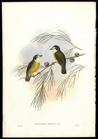 The White - Faced Robin John Gould Hand - Colored Lithograph Birds Of Guinea
