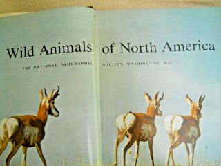 Vintage 1960 Wild Animals of North America Book / National Geographic Society 4