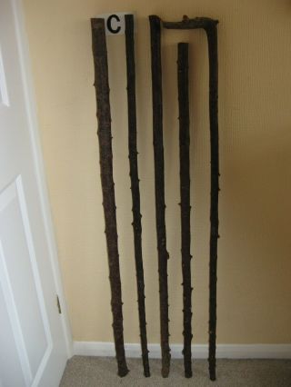 Five Blackthorn Walking Stick Shanks Seasoned And Steam Straightened