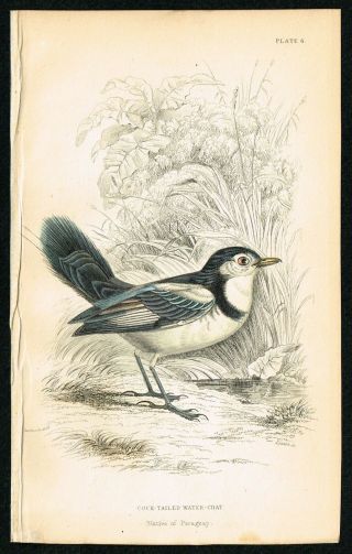 1840 Cock - Tailed Water Chat Bird,  Hand - Colored Antique Engraving Print - Lizars