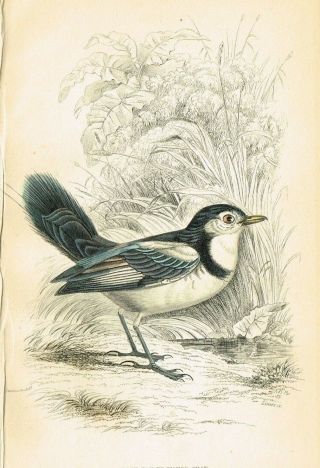 1840 Cock - Tailed Water Chat Bird,  Hand - Colored Antique Engraving Print - Lizars 2