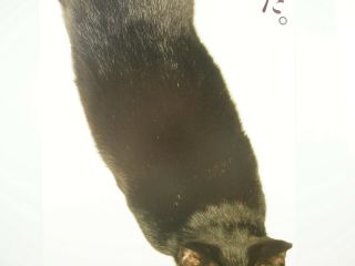 large vintage BLACK CAT photograph poster,  printed in Japan,  Holbein 14.  5x40.  5 