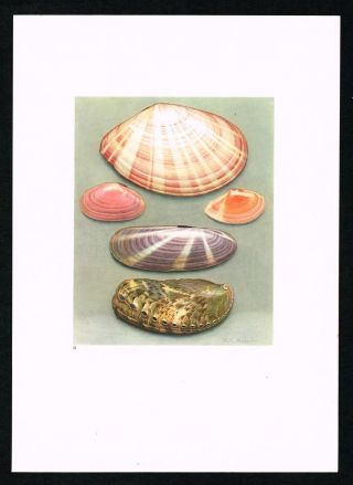 Mediterranean & N.  Caledonia Sea Snails,  Shells,  Mollusks - 1936 Antique Print