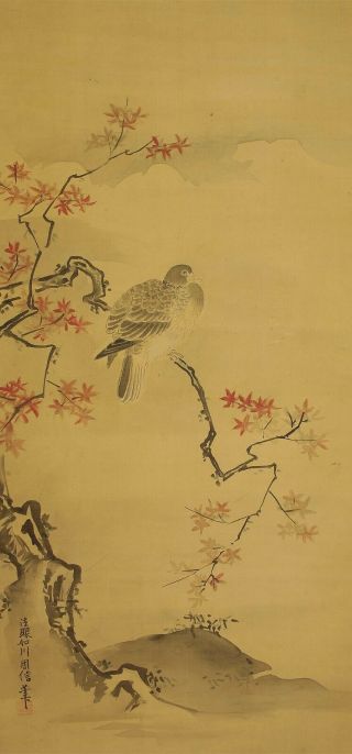 掛軸1967 Japanese Hanging Scroll : Kano Chikanobu " Bird On Maple Tree " @e350