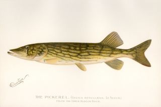 1896 1st Ed.  Denton Antique Fish Print Pickerel From River Quality