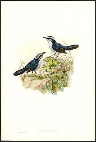 John Gould Hand - Colored Lithograph Broad - Billed Wren Warbler Birds Of Guinea