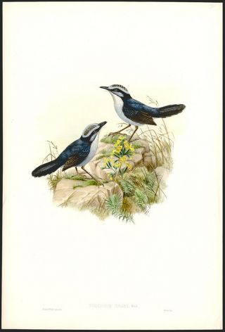 John Gould Hand - Colored LIthograph Broad - Billed Wren Warbler Birds of Guinea 2