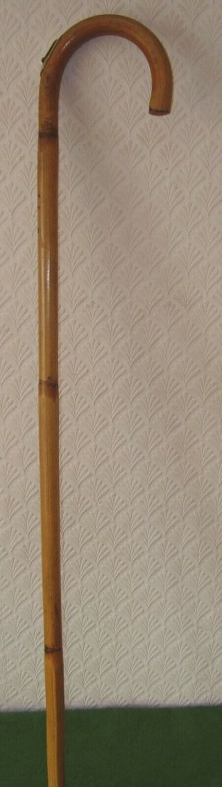 Antique Walking Stick Horse Measuring Stick Inside Stout Cane