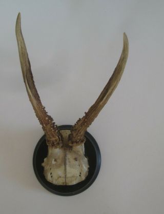 Antler Stag Trophy On Wood Plaque Black Forest Antique Antlers German