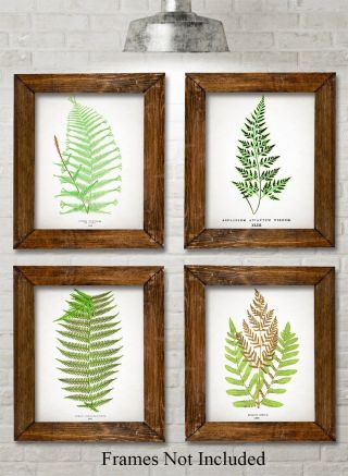 Antique Fern Botanical Prints - Set Of Four Photos (8x10) Unframed