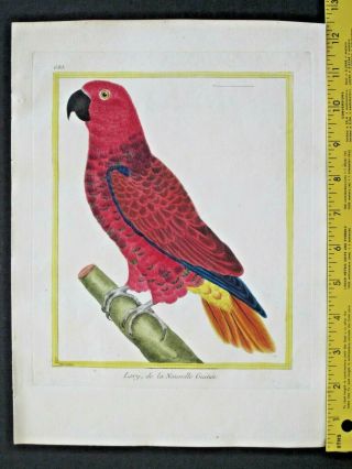 Parrot,  Lory,  De La Nouvelle Guinee,  Buffon,  Histoire Naturelle,  1765 - 83 683