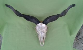 Antique Hungarian Racka Sheep Skull & Horns Taxidermy