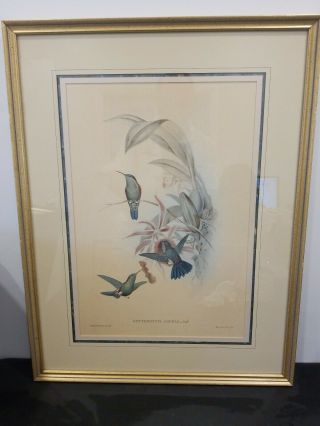 Antique J.  Gould Hand Colored Lithograph Framed - - Hullmandel & Walton,  Imp