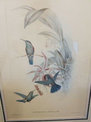 Antique J.  Gould hand colored lithograph framed - - Hullmandel & Walton,  Imp 2