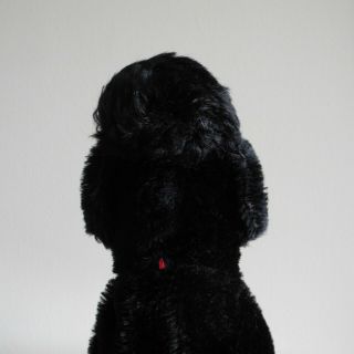 STEIFF 1955 - 66 Snobby Poodle Dog Hand Puppet Vintage German Mohair Toy Puppy 5