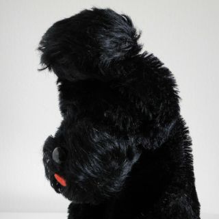 STEIFF 1955 - 66 Snobby Poodle Dog Hand Puppet Vintage German Mohair Toy Puppy 6