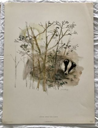 Vintage Wildlife Animal Badger Art Print From Denmark By Mads Stage