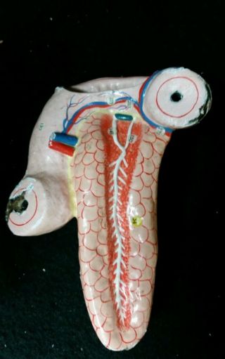 Antique Paper Mache Clay Adams Pancreas Duodenum Anatomical Model For Torso 2