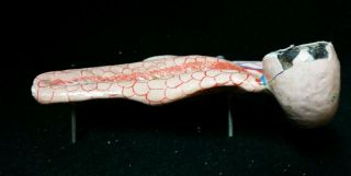 Antique Paper Mache Clay Adams Pancreas Duodenum Anatomical Model For Torso 5