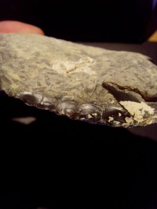 Paleolithic - Fine and rare retouched mousterian blade - c.  60,  000BP 4