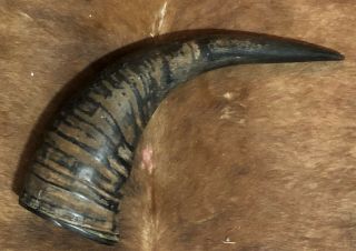 Antique American Bison " Buffalo " Horn Length 15 " Great Western Decor Item