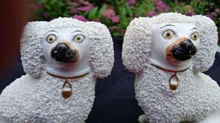 Antique Staffordshire Porcelain Confetti Poodle Dogs Figurines 5 "
