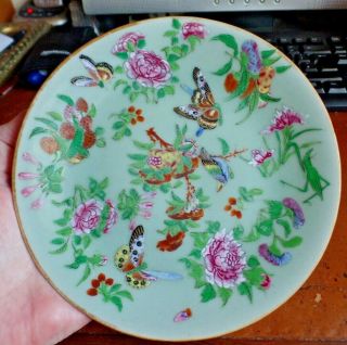 19th C Chinese Celadon Famille Rose Canton Plate Butterflies Roses & Birds A