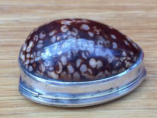 Georgian Solid Silver Mounted Cowrie Shell Snuff Box C.  1820