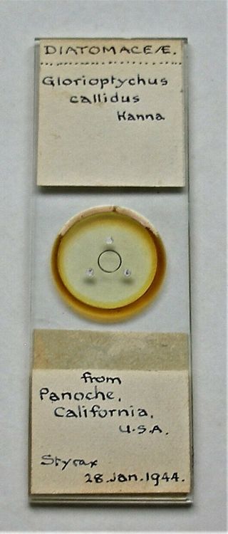 Early Diatom Microscope Slide By Arthur Morley Jones