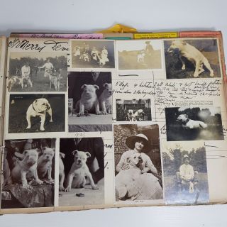 Antique Scrapbook Album Bulldogs Early 20th C Prize Ribbons Cuttings Photographs