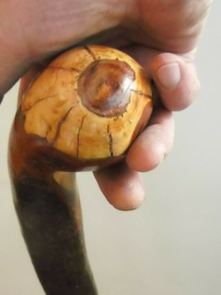 Blackthorn Walking Stick Large Shillelagh Root Knob Almost Straight