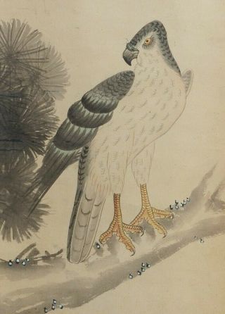 I733: Japanese Old Hanging Scroll.  Hawk On Pine Tree With Mitsuoki Tosa 