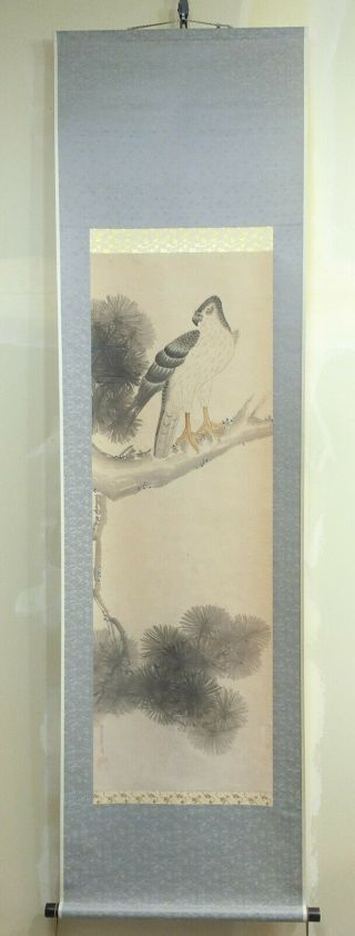 I733: Japanese old hanging scroll.  Hawk on pine tree with Mitsuoki Tosa ' s sign. 2