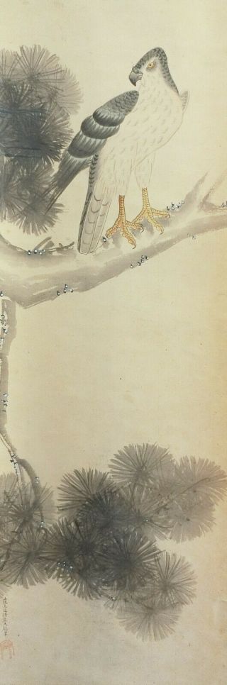 I733: Japanese old hanging scroll.  Hawk on pine tree with Mitsuoki Tosa ' s sign. 3