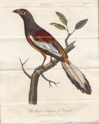 1802 Antique Bird Engraving - Rufous Magpie Of Bengal (rufous Treepie Of India)