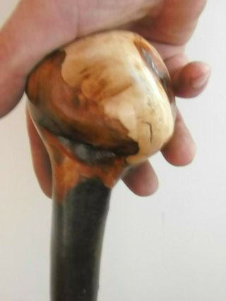 Blackthorn Walking Stick Large Shillelagh Root Knob Full Of Cudgel Character