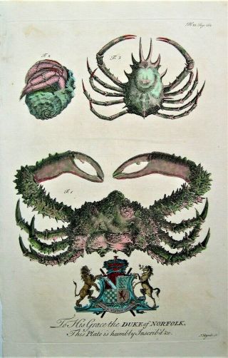 West Indies Antique Print: Hand Colored Crab Engraving: Barbados: London,  1750