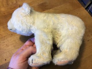 Vintage Antique Steiff Polar Bear White Mohair 6” Tall No ID 2